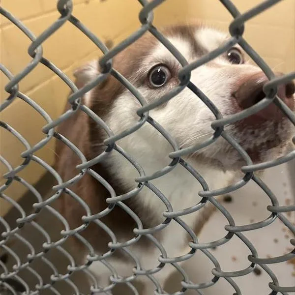 Sunflower thumbnail 2