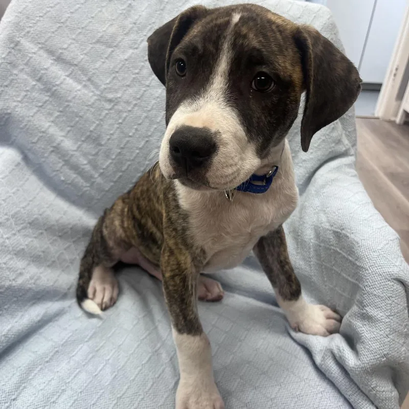 A baby small-sized male Brindle Pit Bull Terrier dog named Samson for adoption in Waco, TX