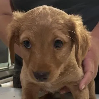 A baby small-sized male Red / Chestnut / Orange Mixed Breed dog named Yellowstone for adoption in Hemet, CA