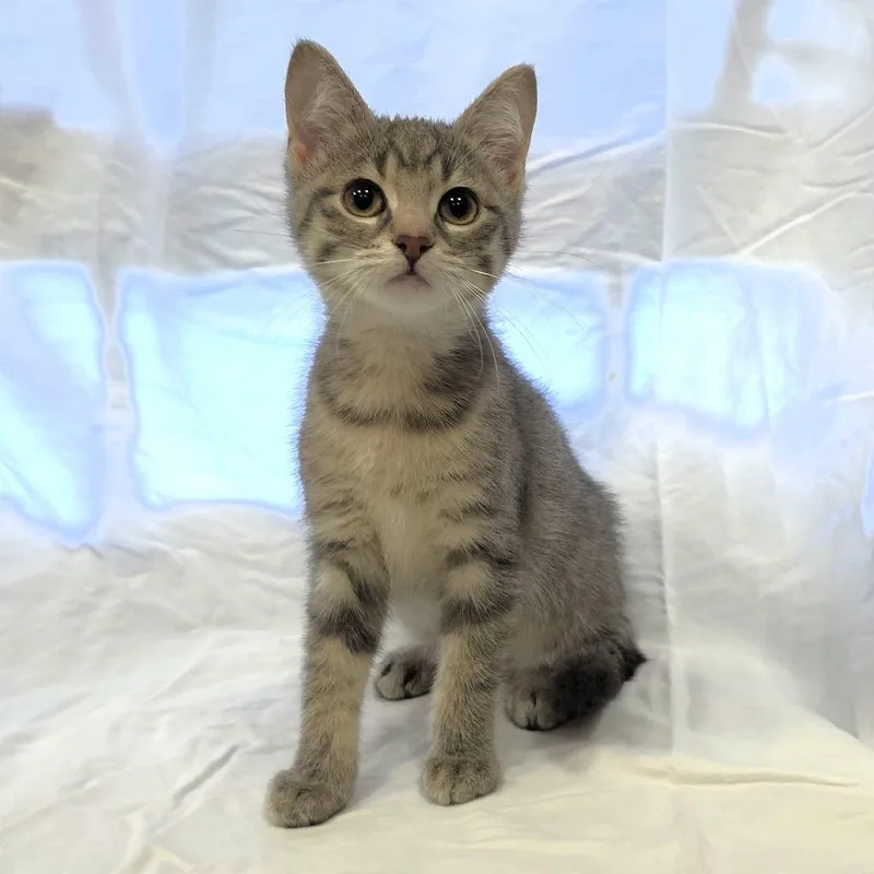 A baby small-sized female Brown / Chocolate Domestic Short Hair cat named Harrah for adoption in Michigan City, IN