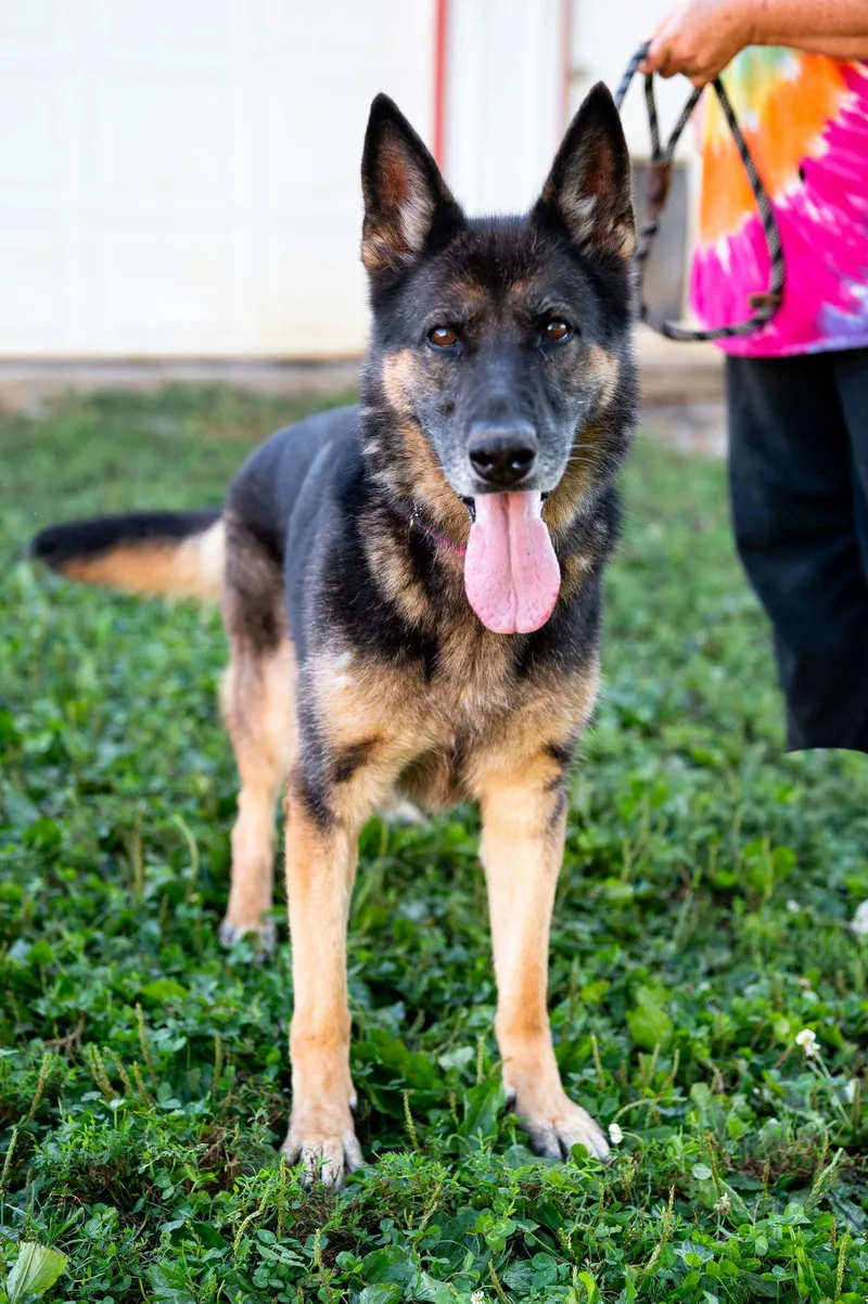 An adult large-sized female German Shepherd Dog dog named Beautiful for adoption in Poland, IN