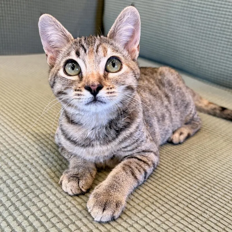 A baby small-sized female Domestic Short Hair cat named Cyclospora for adoption in Costa Mesa, CA