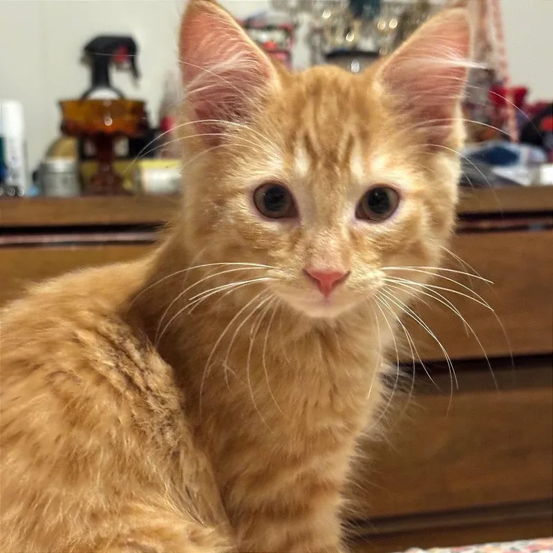 A baby small-sized male Orange / Red Domestic Medium Hair cat named Chewie for adoption in Traverse City, MI