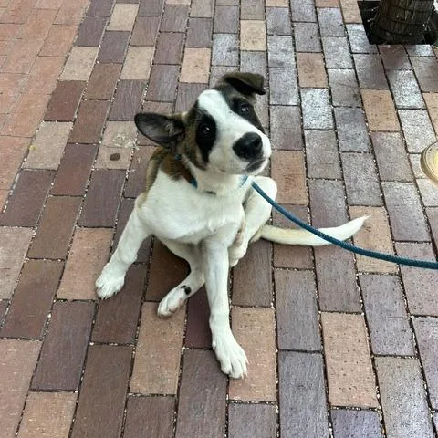 A baby small-sized male White / Cream Mixed Breed dog named Figs for adoption in Austin, TX