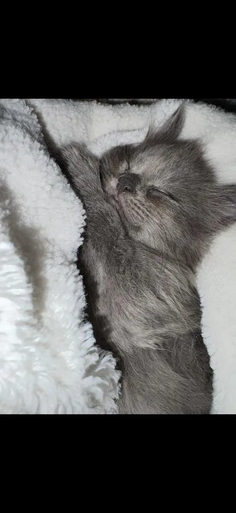 A baby medium-sized female Gray / Blue / Silver Domestic Short Hair cat named Cumin for adoption in Clinton Township, MI