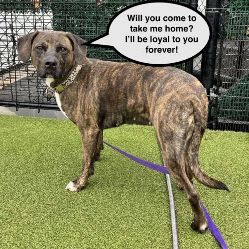 A young medium-sized female Brindle Hound dog named Nola for adoption in Hamden, CT