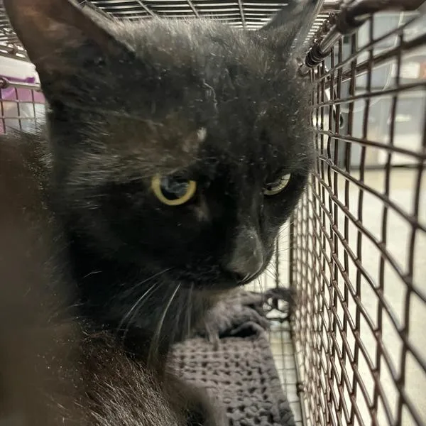 A young small-sized male Domestic Short Hair cat named Stoick for adoption in Des Moines, IA