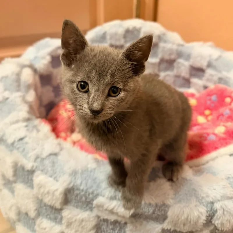 A baby small-sized female Gray / Blue / Silver Domestic Short Hair cat named Gallina for adoption in Ponte Vedra Beach, FL