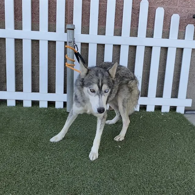 A young medium-sized female Siberian Husky dog named A for adoption in Modesto, CA