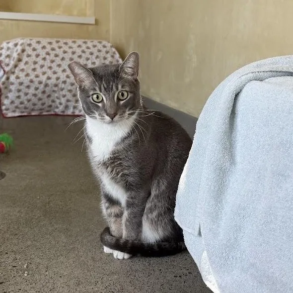 An adult medium-sized male Tabby (Gray / Blue / Silver) Domestic Short Hair cat named John Havlicek for adoption in Berkeley, CA