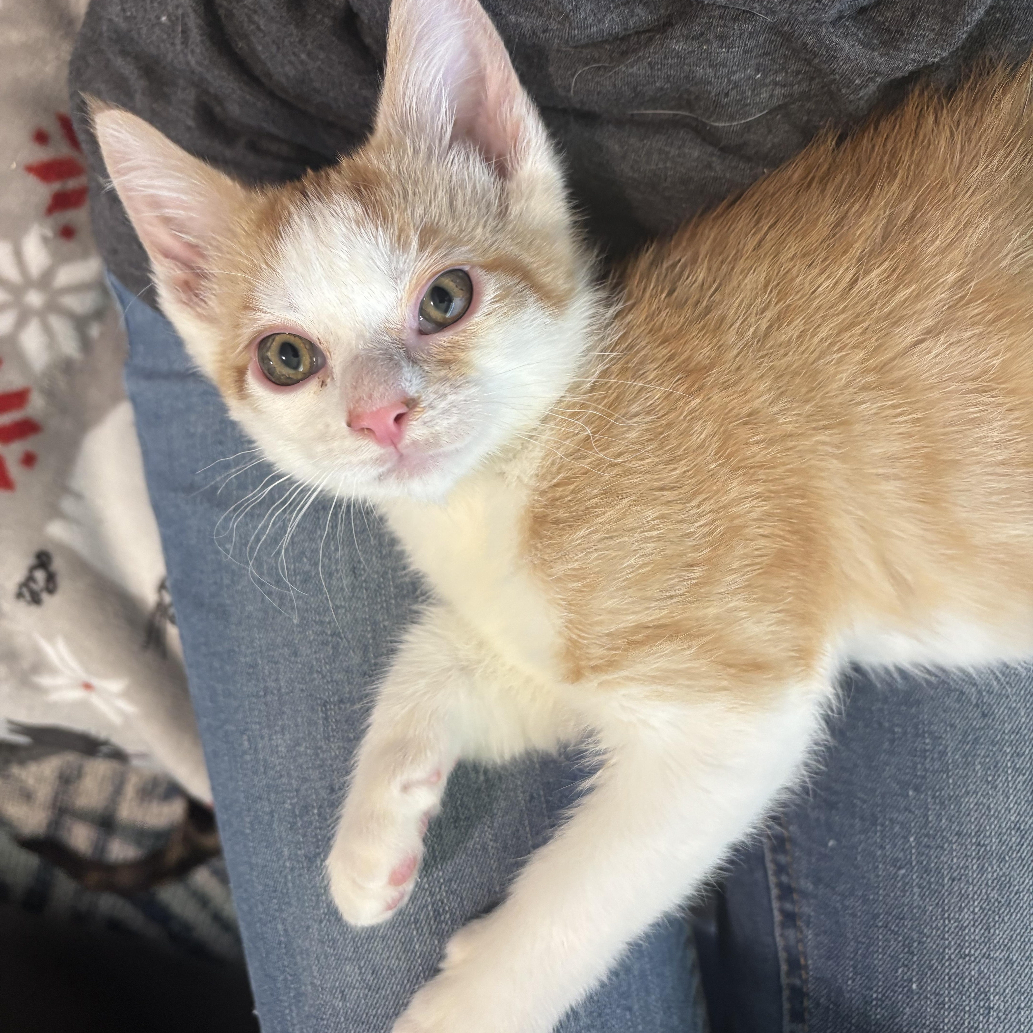 A baby medium-sized female Orange & White Domestic Short Hair cat named Carrot And Radish for adoption in Renton , WA