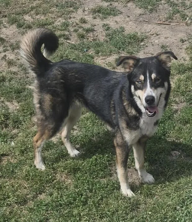 An adult medium-sized female Tricolor (Brown, Black, & White) Husky dog named Harley for adoption in Chattanooga, TN