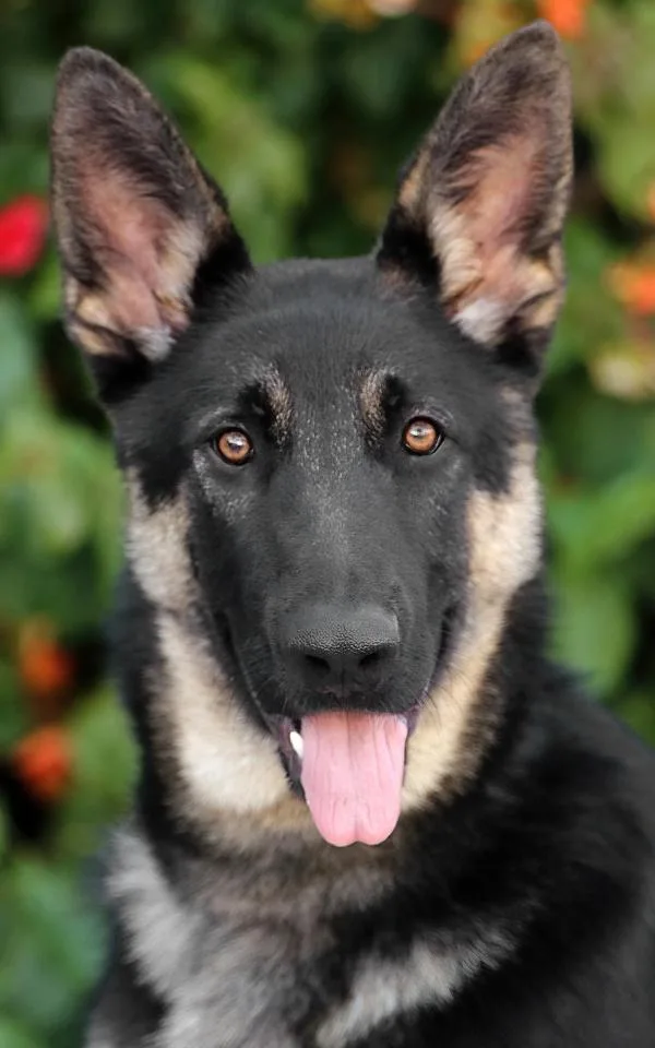 A young large-sized male Black German Shepherd Dog dog named Chip Von Daaden for adoption in Los Angeles, CA