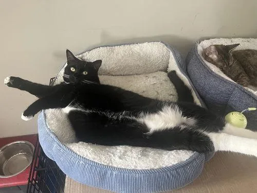 A young medium-sized female Black Domestic Short Hair cat named Raven for adoption in Canal Winchester, OH