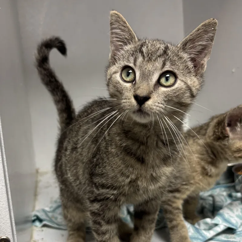 A baby medium-sized male Tabby (Brown / Chocolate) Tabby cat named Road Rage for adoption in Columbia, SC
