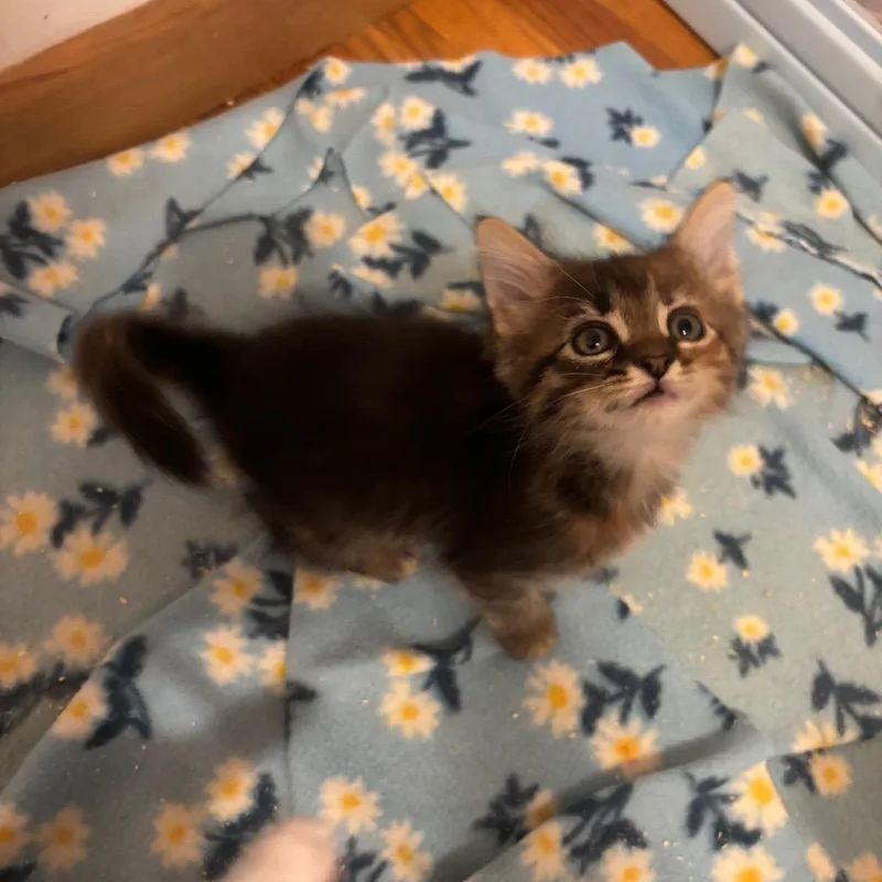 A baby small-sized female Brown / Chocolate Domestic Medium Hair cat named Lark for adoption in Granville, OH