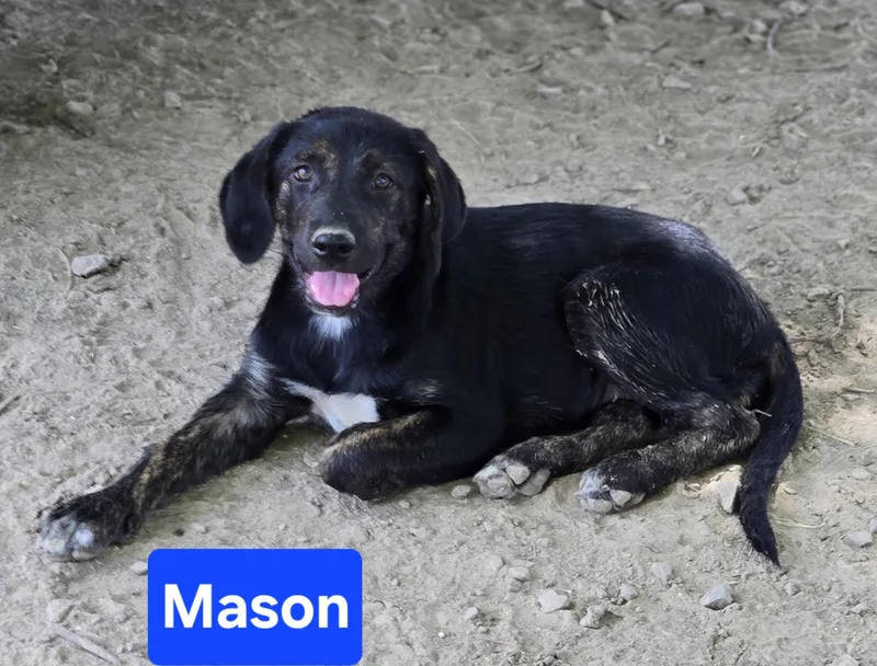 A baby medium-sized female Mixed Breed dog named Mason for adoption in Okemah, OK