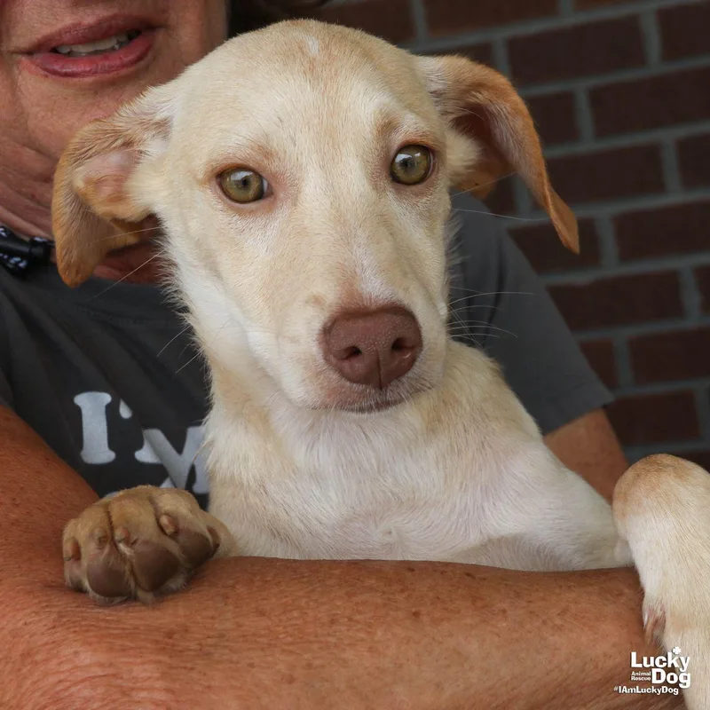A baby medium-sized female Retriever dog named Bailey for adoption in Washington, DC