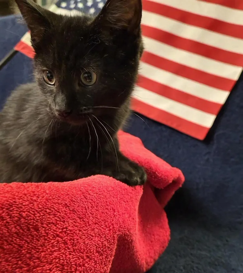 A baby small-sized male Domestic Short Hair cat named Cole for adoption in Port Clinton, OH