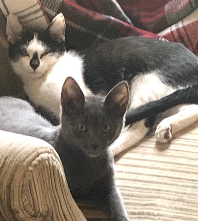 A baby medium-sized female Domestic Short Hair cat named Bindi and Minnie for adoption in Turnersville, NJ