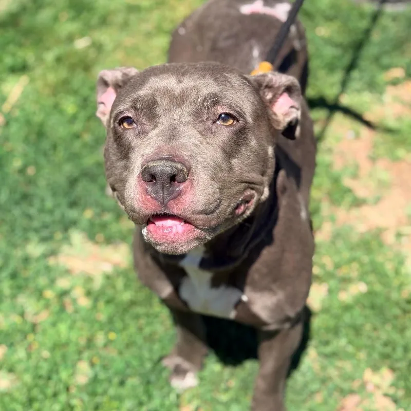 An adult medium-sized female Gray / Blue / Silver Mixed Breed dog named Dinah for adoption in Huntington, WV