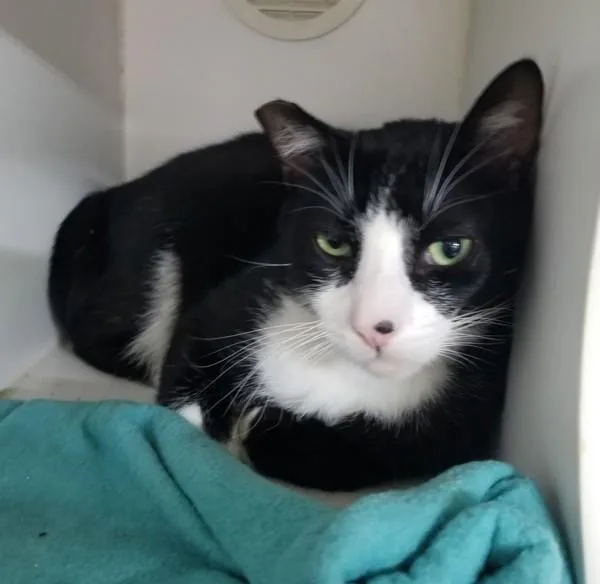 An adult medium-sized male Domestic Short Hair cat named Loaf for adoption in San Diego, CA
