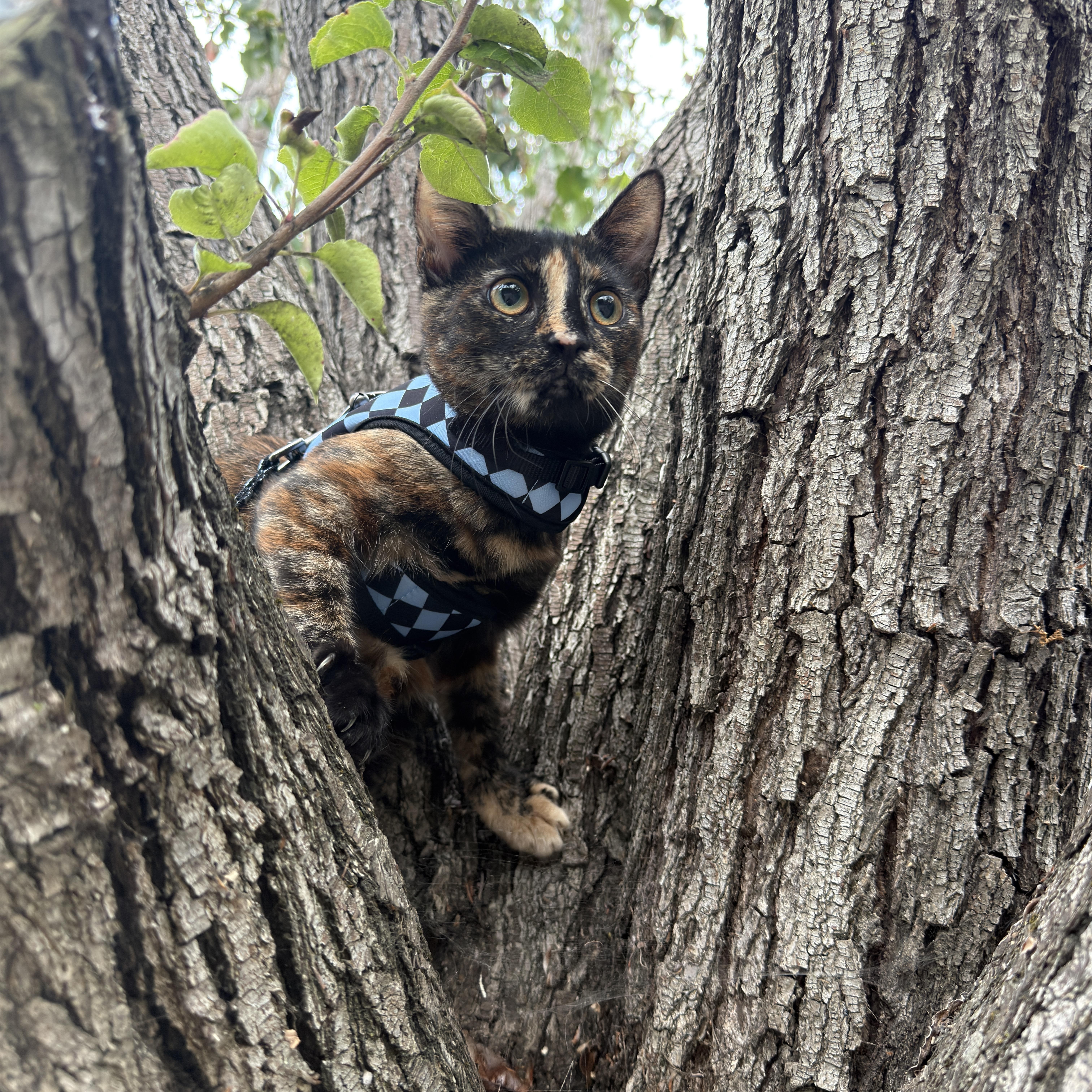 A young small-sized female Tortoiseshell cat named Starfish for adoption in Los Osos, CA