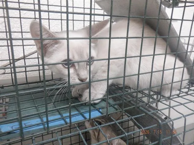 Shasta