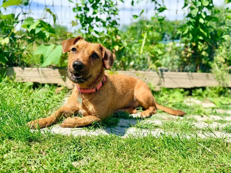 A young small-sized female Dachshund dog named Schatzi for adoption in Hudson, NY