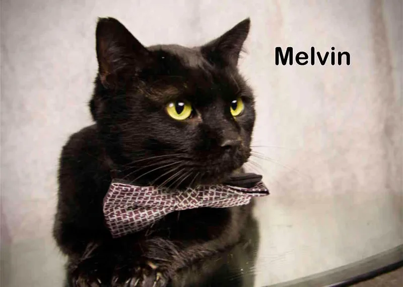 An adult large-sized male Black Domestic Short Hair cat named Melvin for adoption in York, NE