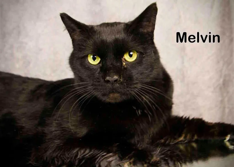 Melvin thumbnail 2