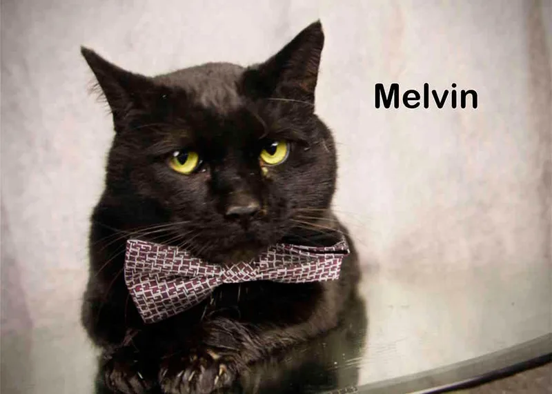 Melvin thumbnail 3