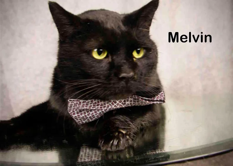 Melvin thumbnail 4