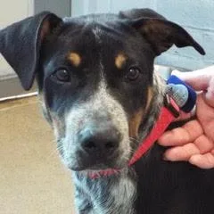 A baby medium-sized male Black Australian Cattle Dog / Blue Heeler dog named Harvey for adoption in Green Valley, AZ