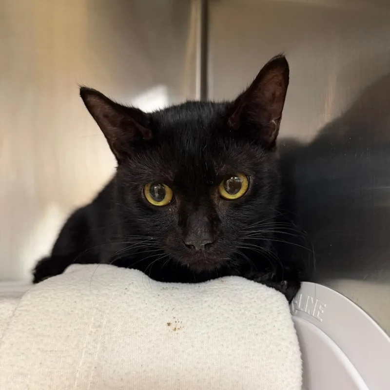 A baby medium-sized male Domestic Short Hair cat named "Dracula" JS for adoption in Perkiomenville, PA