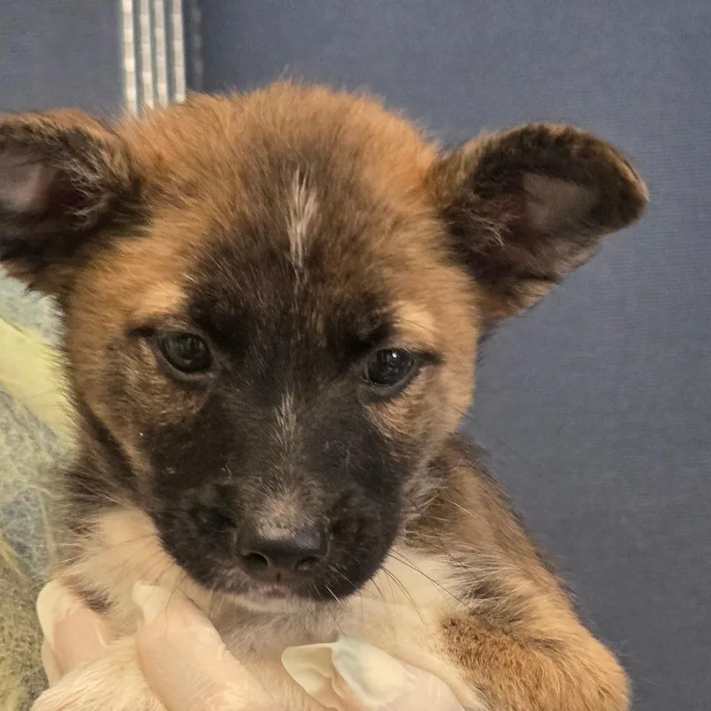 A baby small-sized female Brown / Chocolate Mixed Breed dog named Dolly for adoption in Fort Bragg, CA