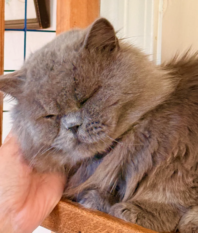 A young medium-sized male Persian cat named Blue Bear for adoption in Davis, CA