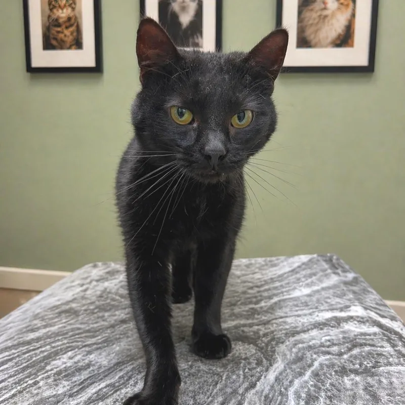 An adult small-sized female Black Domestic Short Hair cat named Fudge for adoption in Hemet, CA