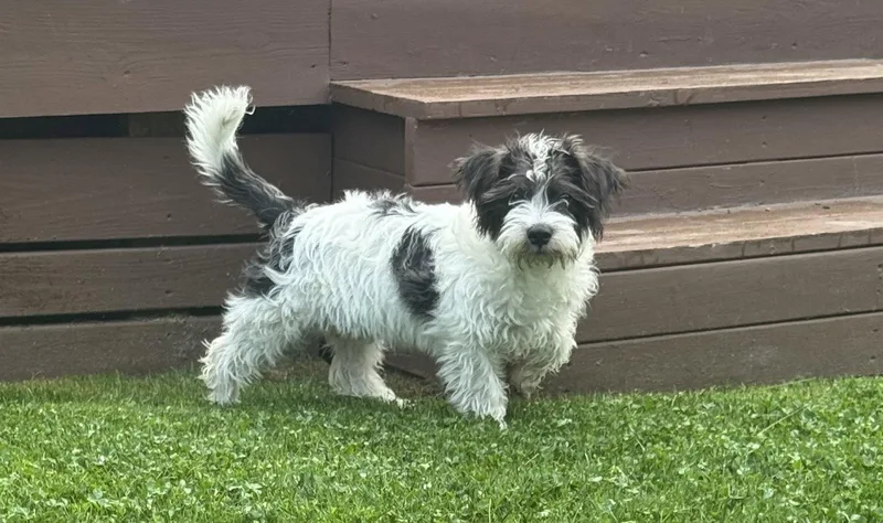 Marley