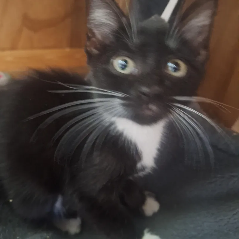 A baby medium-sized female Devon Rex cat named Nyx for adoption in Polk city, FL