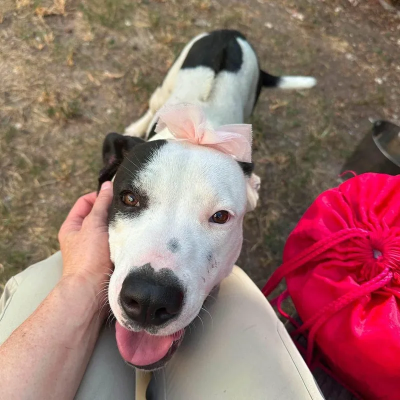 An adult medium-sized female American Staffordshire Terrier dog named Sissy Moo Cow for adoption in Saugus, MA