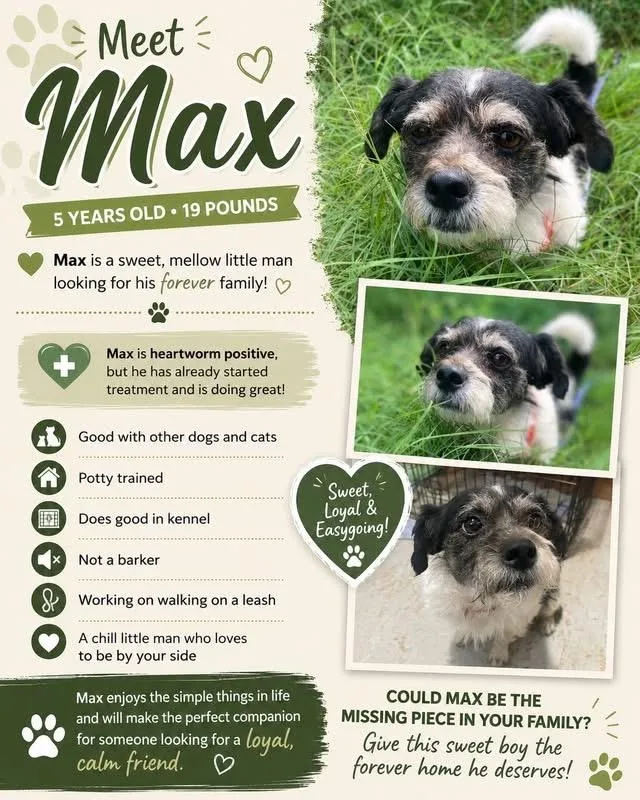 An adult small-sized male White / Cream Border Terrier dog named Max for adoption in San Antonio, TX