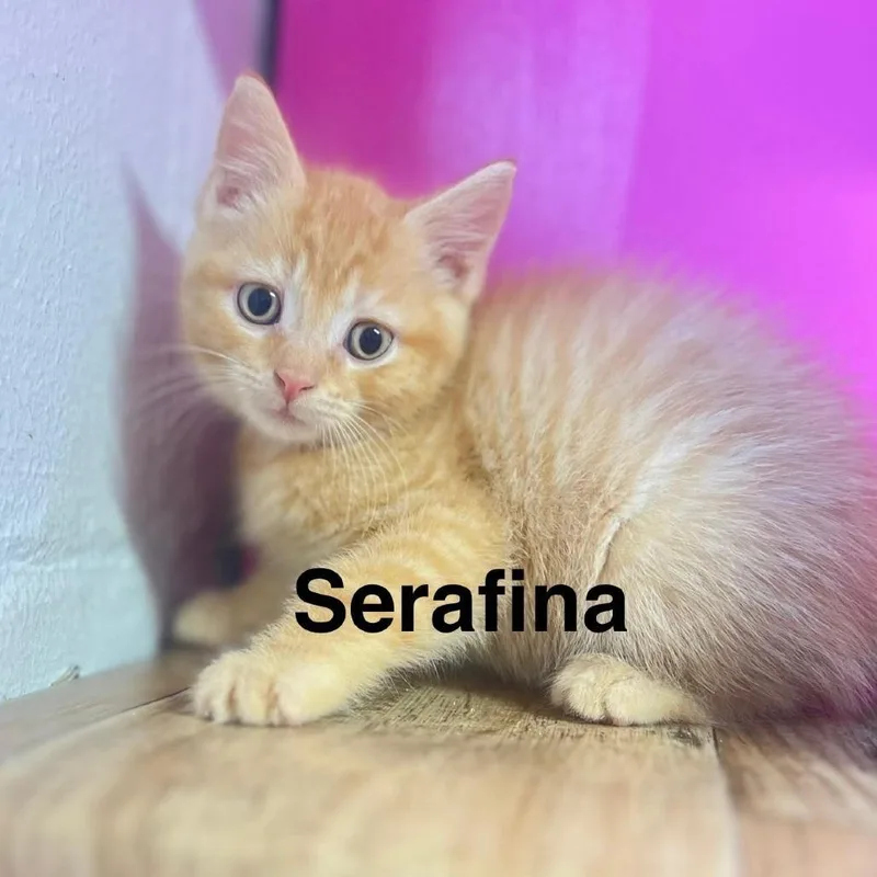Serafina