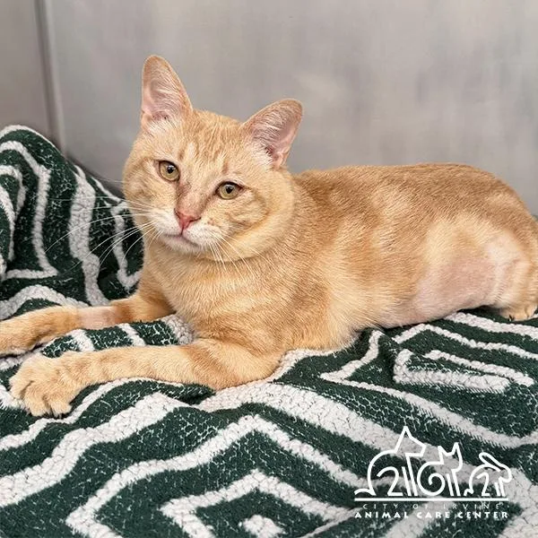 A young small-sized male Domestic Short Hair cat named Apricot for adoption in Irvine, CA