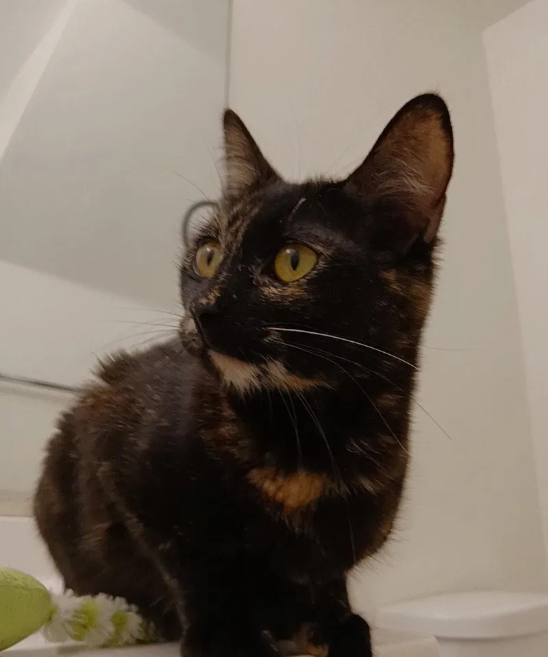 A young medium-sized female Tortoiseshell cat named Cherie for adoption in Los Angeles, CA