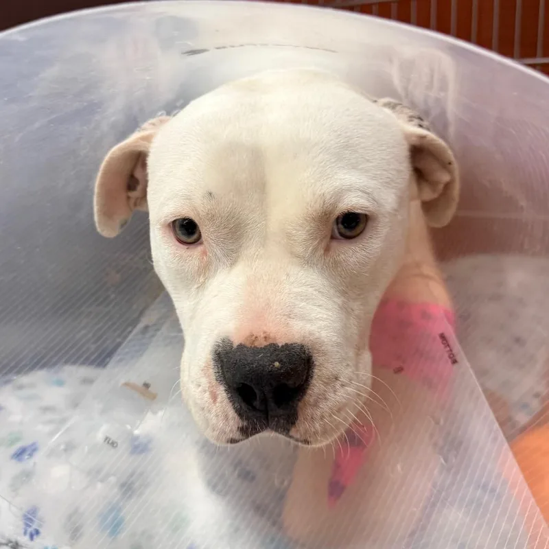 A young medium-sized female White / Cream Pit Bull Terrier dog named Mandy for adoption in Indianapolis, IN