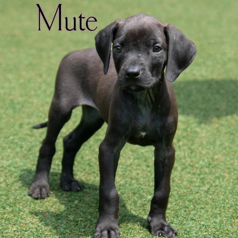 A baby small-sized female Black Mixed Breed dog named Mute for adoption in Parkersburg, WV