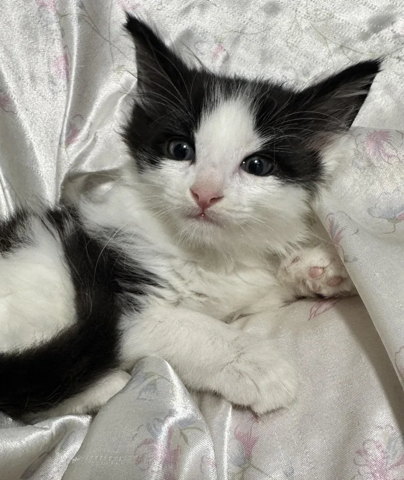 A baby medium-sized male Black Domestic Long Hair cat named Jeckel for adoption in Port Washington, WI