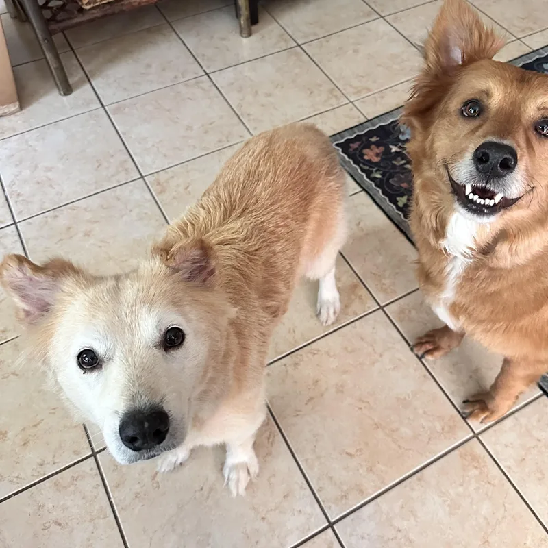 An adult medium-sized male Golden Retriever dog named Abuelo "Welly"someone said for adoption in Houston, TX