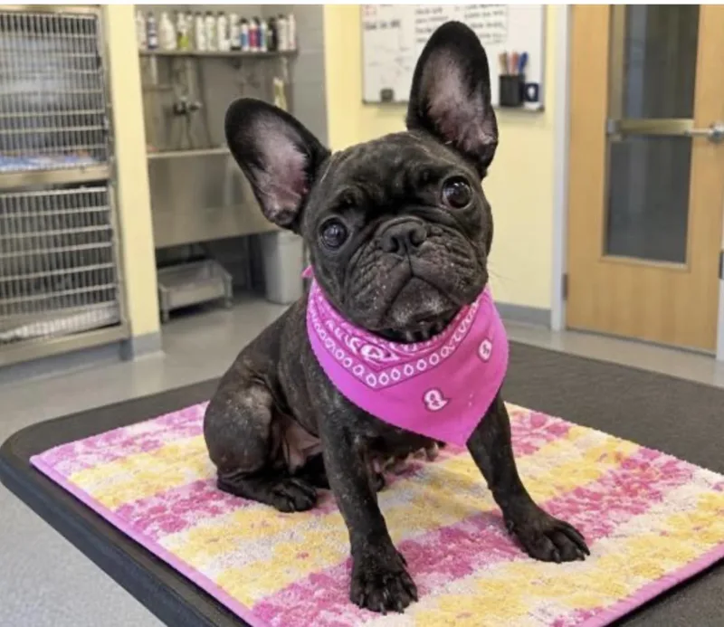 An adult small-sized female French Bulldog dog named Ellie for adoption in Corona, CA